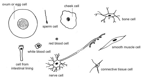 Image:Anatomy and physiology of animals variety animal cells.jpg