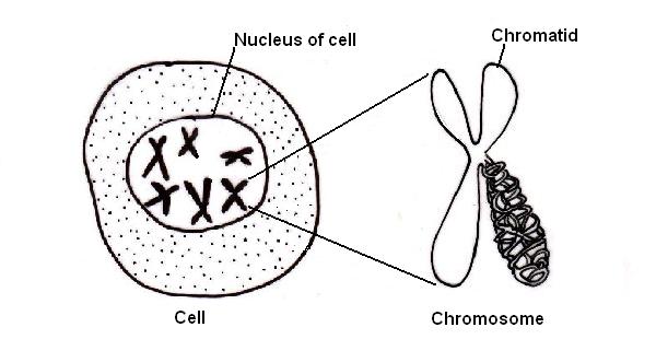 Image:Chromosomes.JPG