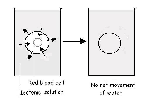 Image:Osmosis- red cell in isotonic soliution.JPG