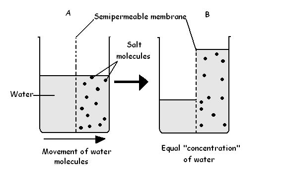 Image:Osmosis experiment.JPG