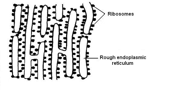 Image:Rough endoplasmic reticulum.JPG