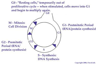drawing of cell cycle